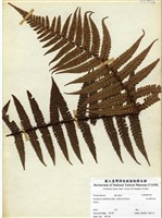 藏品(瓦氏鱗毛蕨)的圖片